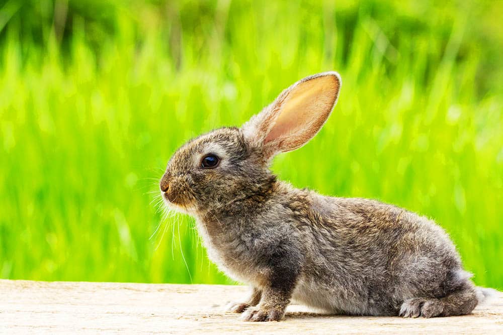 Why Animal Research is Vital for Advancing Medicine and Saving Human Lives