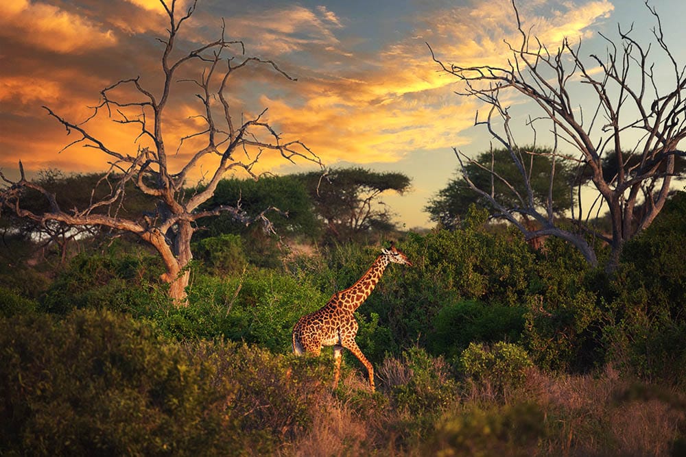 Protecting Our Planet: Why Investing in Protected Areas is the Key to Conservation and Sustainable Development