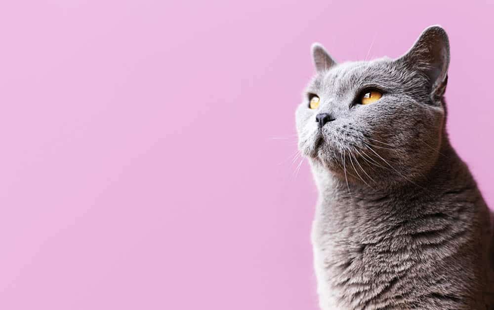 Protect Your Pets: Understanding the Dangers of Untreated Animal Diseases