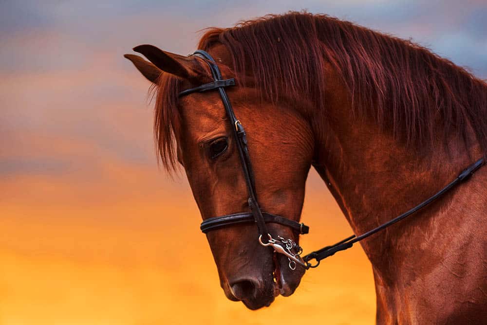 Why We Need to Keep Animals’ Folklore Alive: Exploring the Power of Myths and Legends in Our Relationship with Wildlife