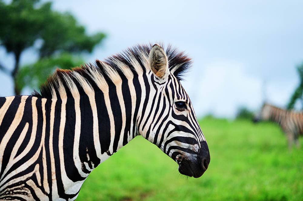 Taking a Stand: Why the Fashion Industry Needs to Say Goodbye to Animal Cruelty