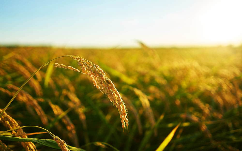 5 Reasons Why Organic Farming is the Future of Sustainable Agriculture!
