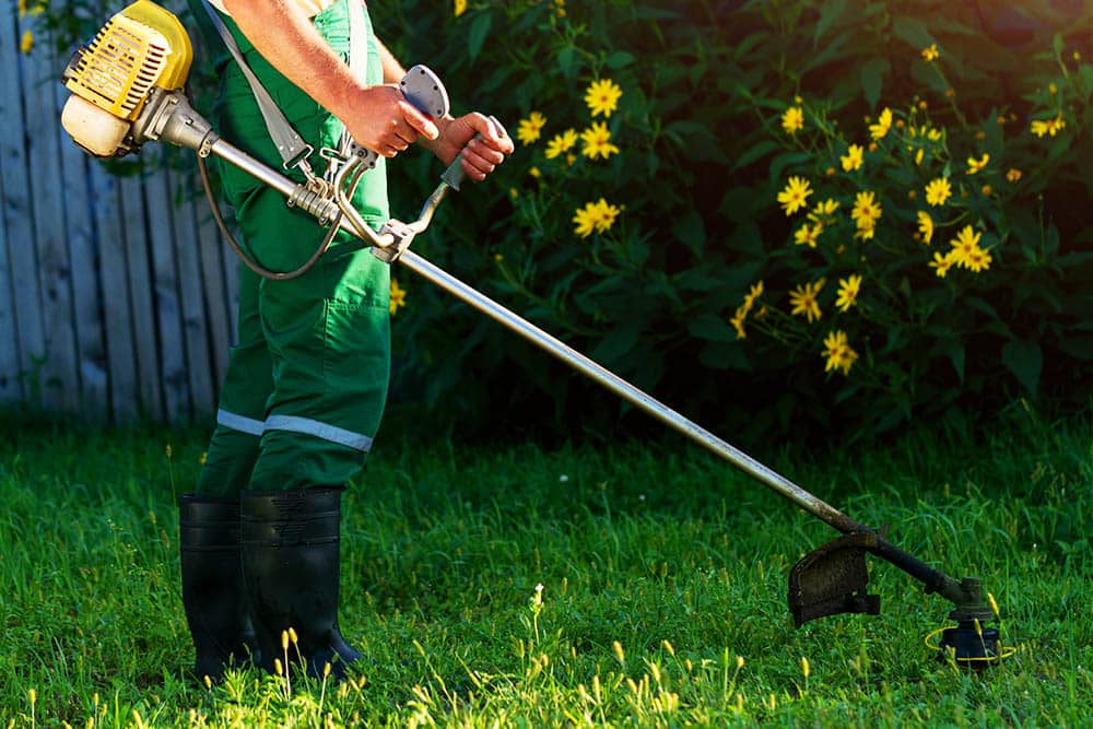 Revitalize Your Yard: Why Converting Your Lawn to a Meadow is the Best Decision You’ll Ever Make!